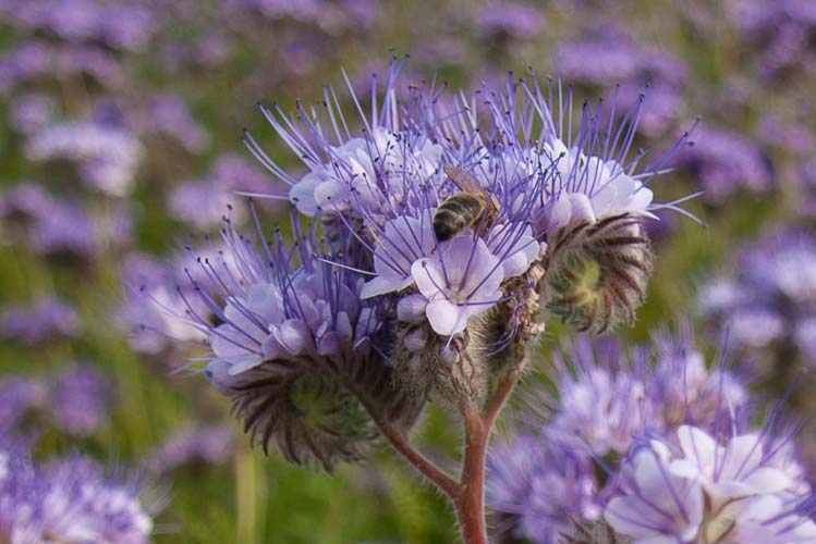 Honey bee foraging for pollen on a phacelia flower.