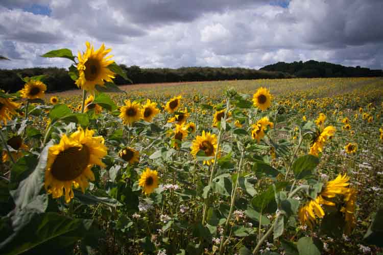 Sunflowers and Buckwheat in all their glory.