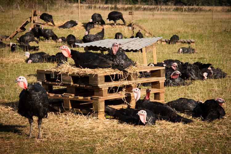 Tradtional Norfolk Black Turkeys aka ‘Macaroni Blacks’.