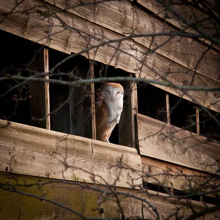 A sleeping barn owl appears for a glimpse.